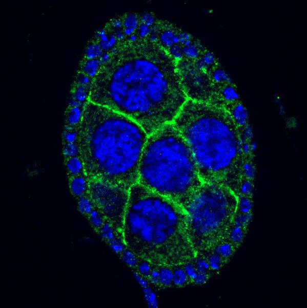 IF of Drosophila ovariole stained with DSHB antibody 3F11 against Ptp69D (green) and DAPI (blue). Image credit: Matthew Sieber, PMID: 39535785, Fig. S2E